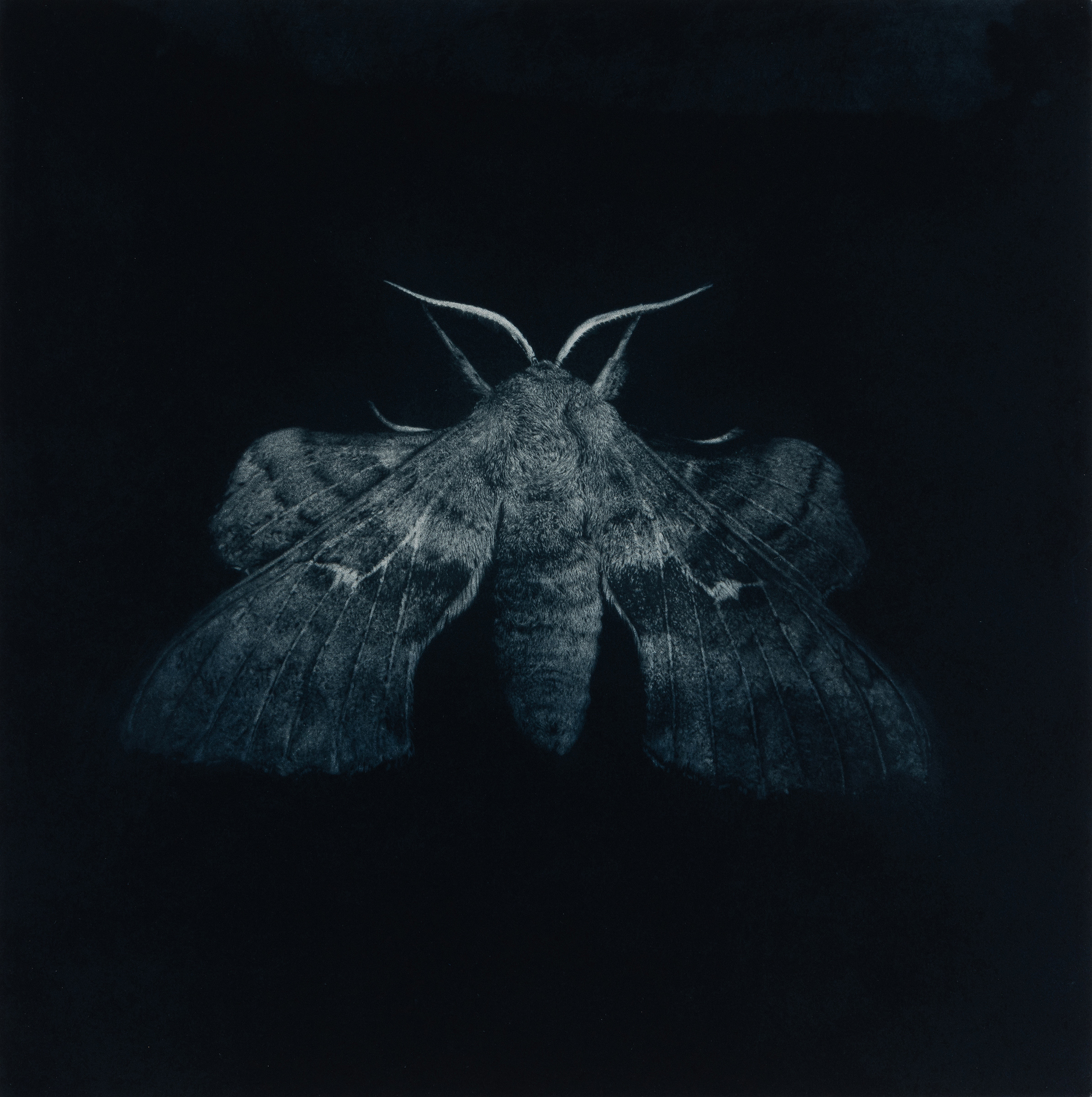 Hawk-moths – Imaging Storm