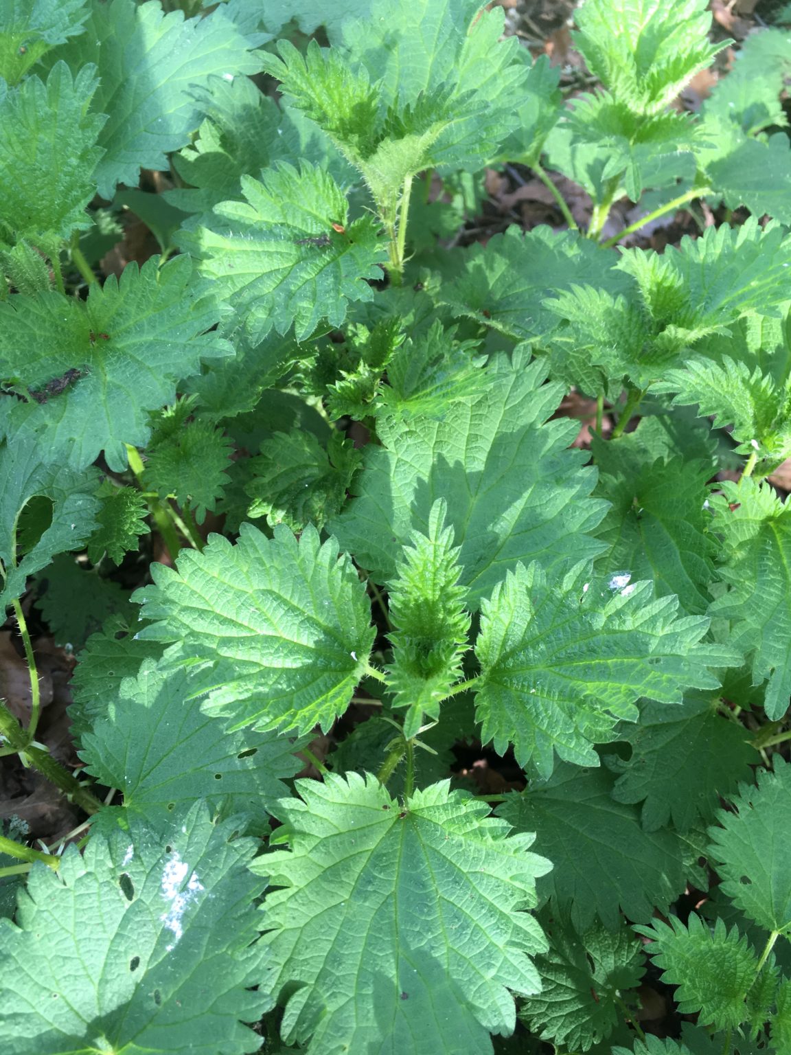 grasping-the-nettle-weeding-cooking-and-health-groundwork