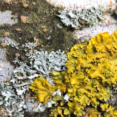 Annie Woodford Lichen Xanthoria parietina