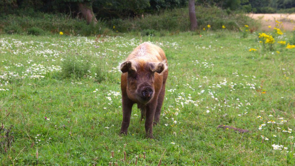 Ground Up pig at Wild Ken Hill