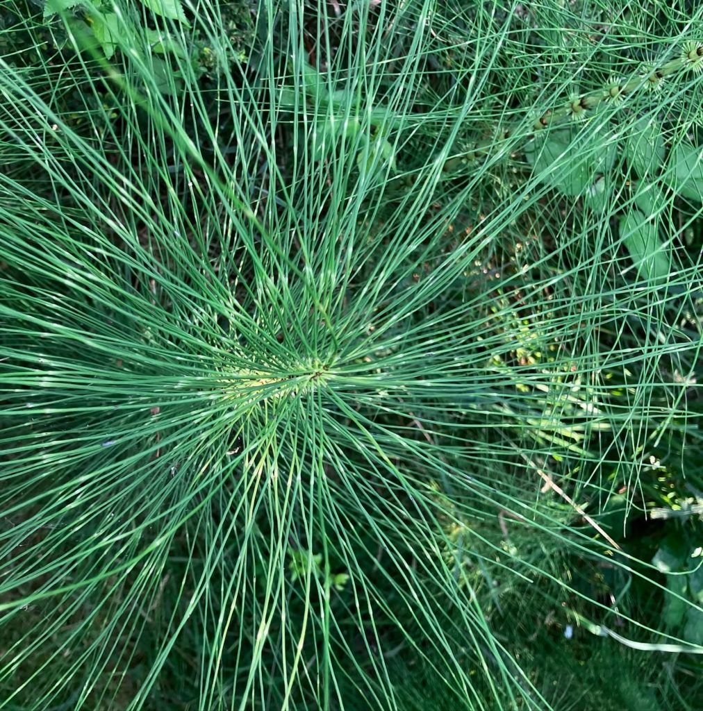 Julia Giles horsetail