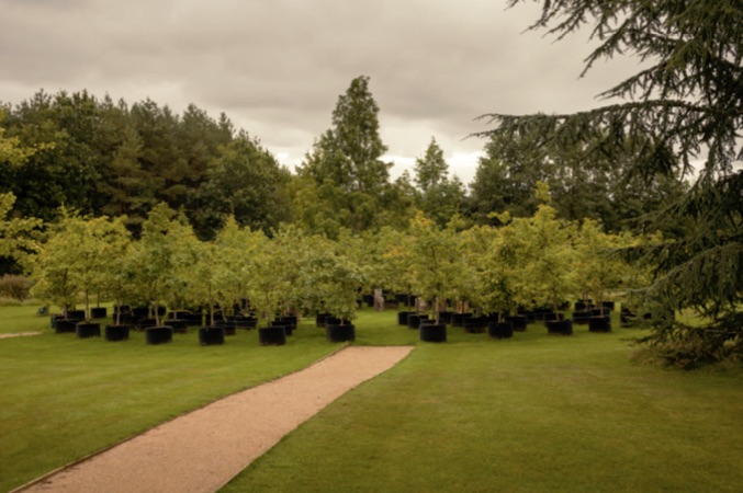 Oak trees at Woodhatch