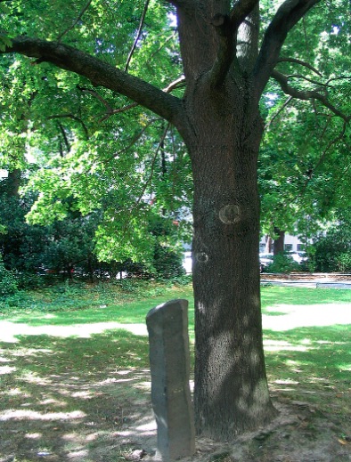 One of Beuys oaks in Kassel, c 2008