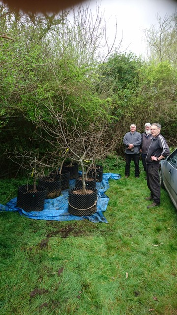 oak trees arriving in King's Lynn