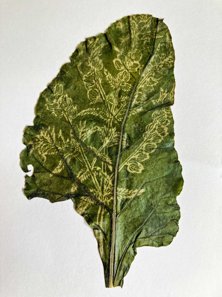 Kathryn parsons sugar beet leaf