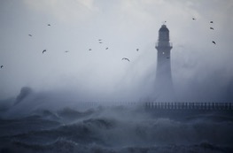 Roger Coulam Roker pier, gulls