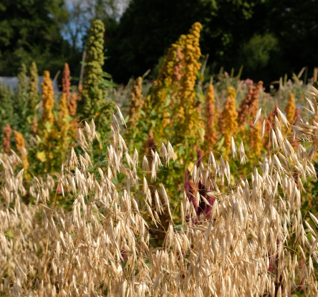 Katie Bliss grains