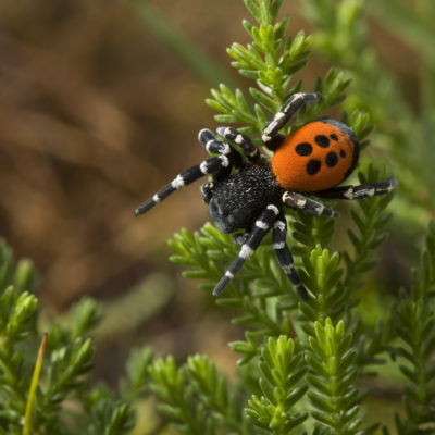 buglife ladybird spider