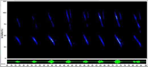 bat sonification