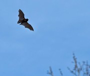 pipistrelle bat