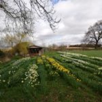 Helen. Lindsay cabin and daffodills