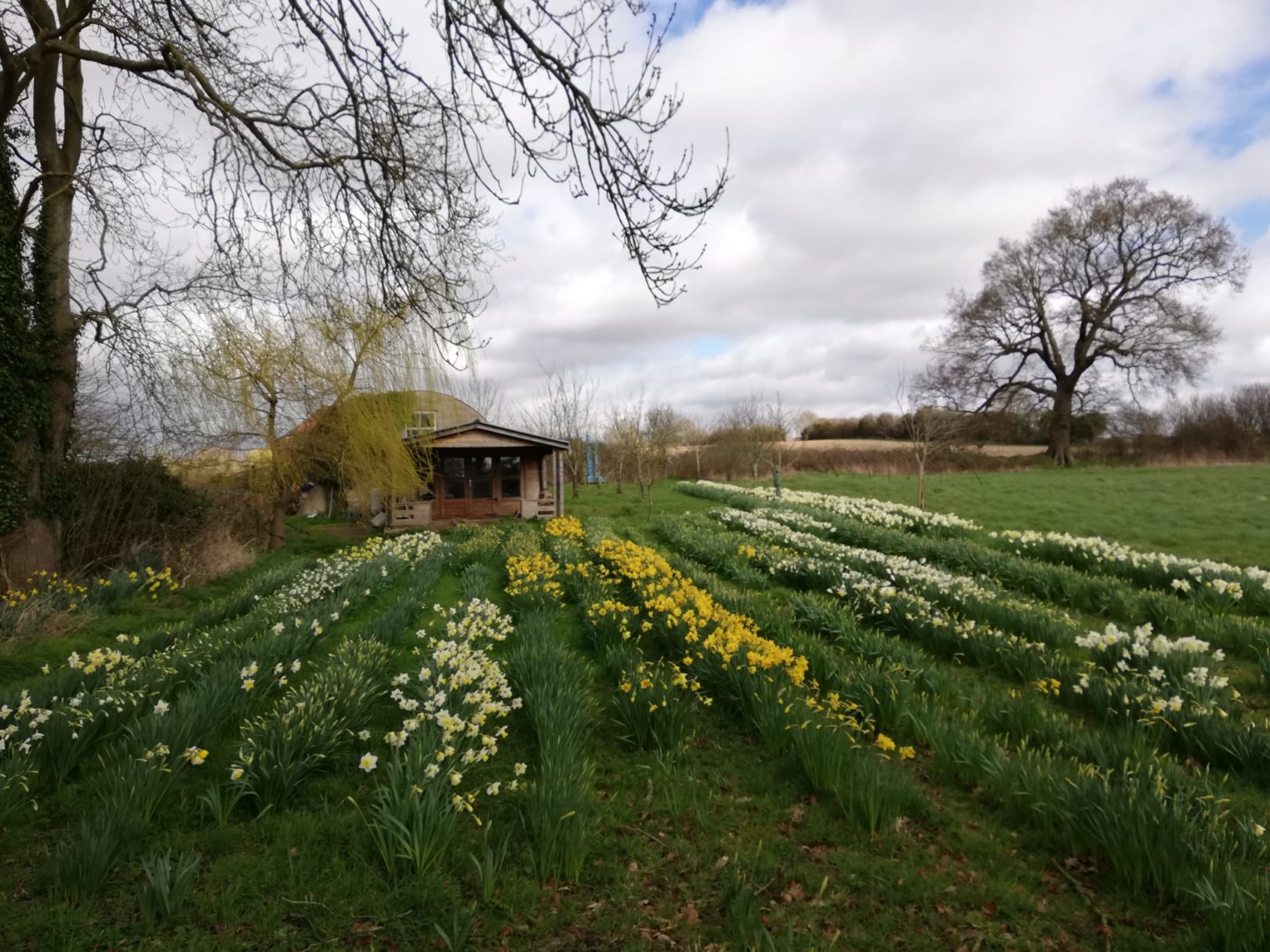 Helen. Lindsay cabin and daffodills