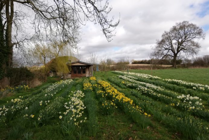 Helen. Lindsay cabin and daffodills