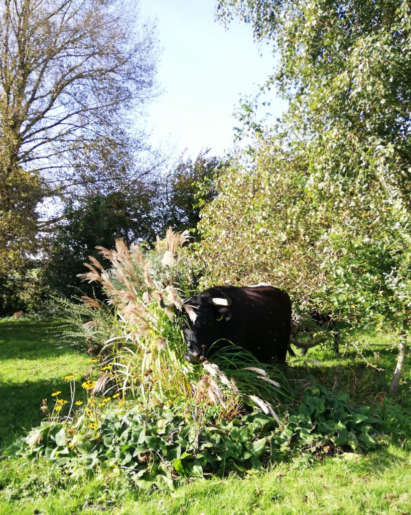 cow in flowerbeds