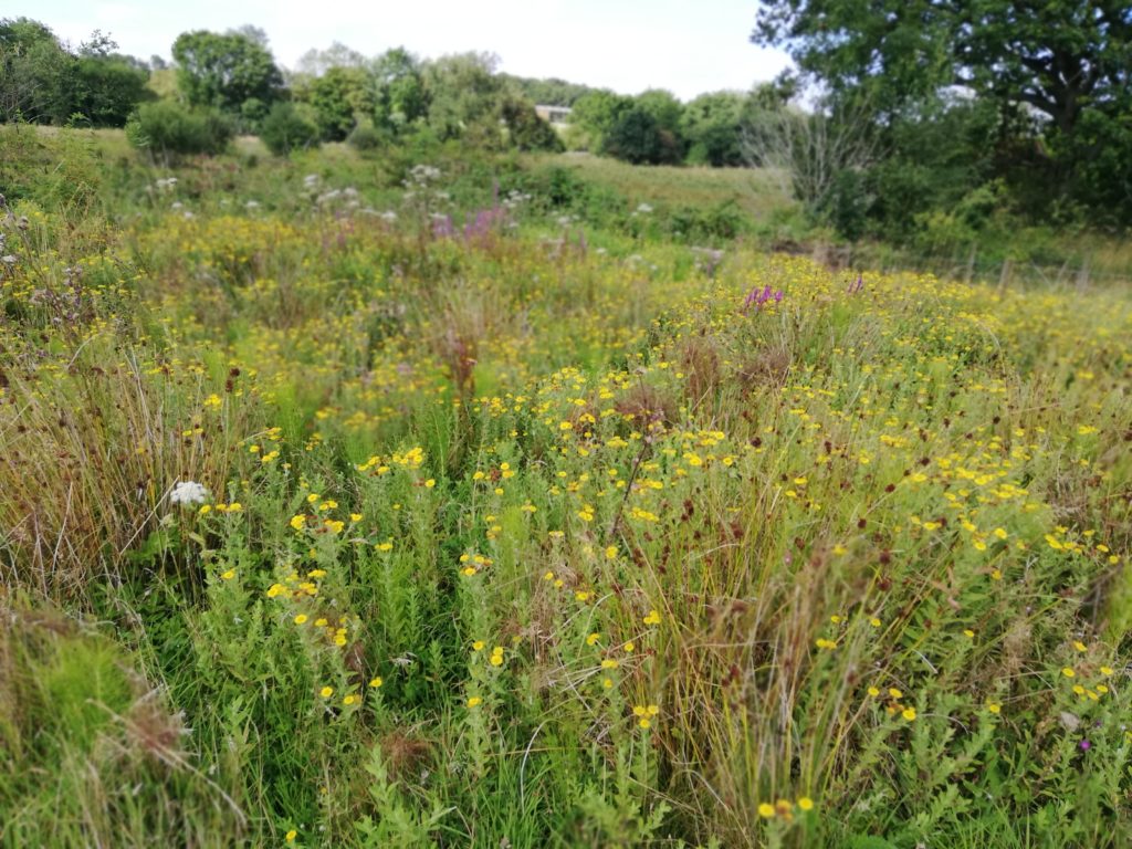 flower meadow broomhill