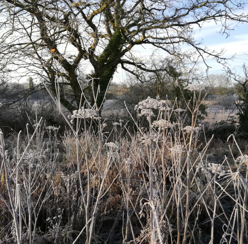 Frosty trees