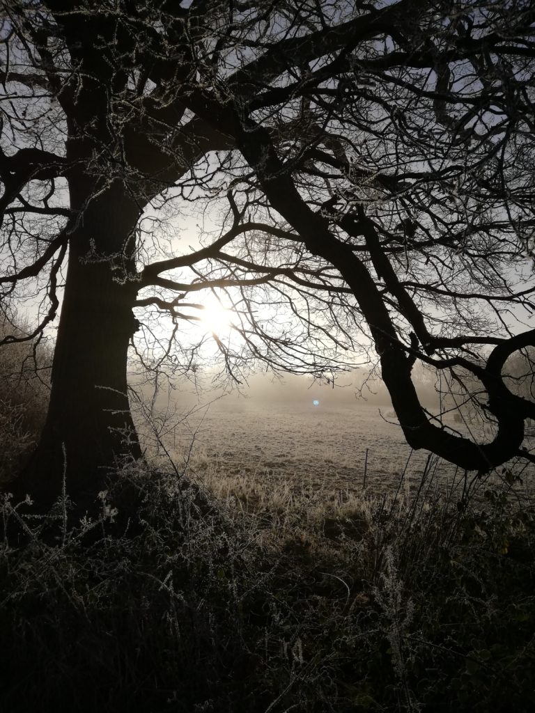 Frosty trees at broomhill