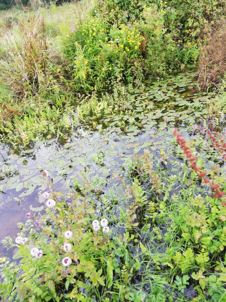 pond broomhill